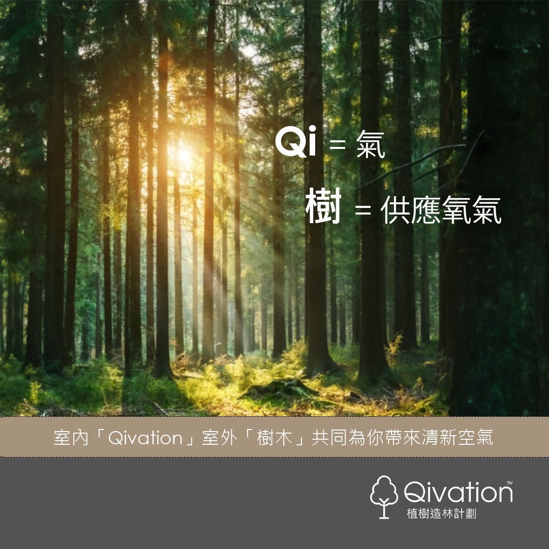 「一樽一樹木」Qivation 協助企業攜手打造零碳淨化空間，讓呼吸成為修復地球的力量 - Qivation
