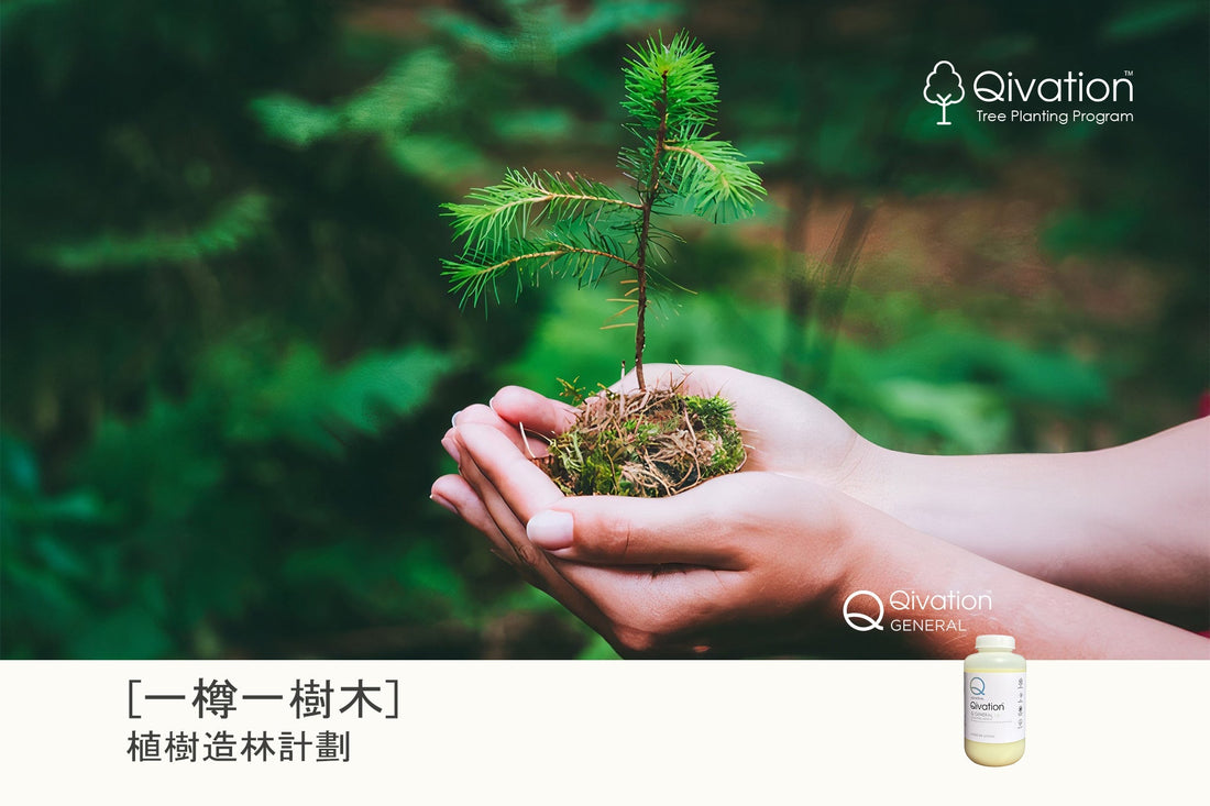「一樽一樹木」Qivation 協助企業攜手打造零碳淨化空間，讓呼吸成為修復地球的力量 - Qivation