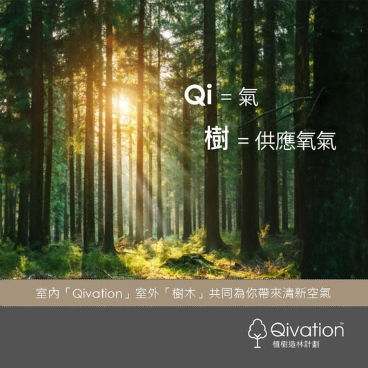 「一樽一樹木」Qivation 協助企業攜手打造零碳淨化空間，讓呼吸成為修復地球的力量 - Qivation